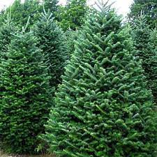 FRASER FIR Christmas Tree